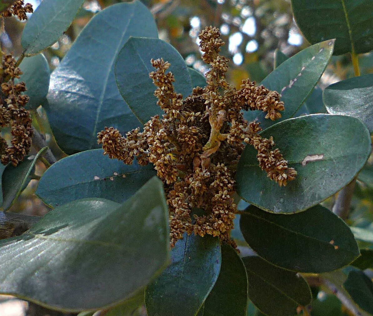 High Resolution Quercus chrysolepis Flower